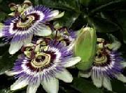 unknow artist Realistic Flowers oil painting